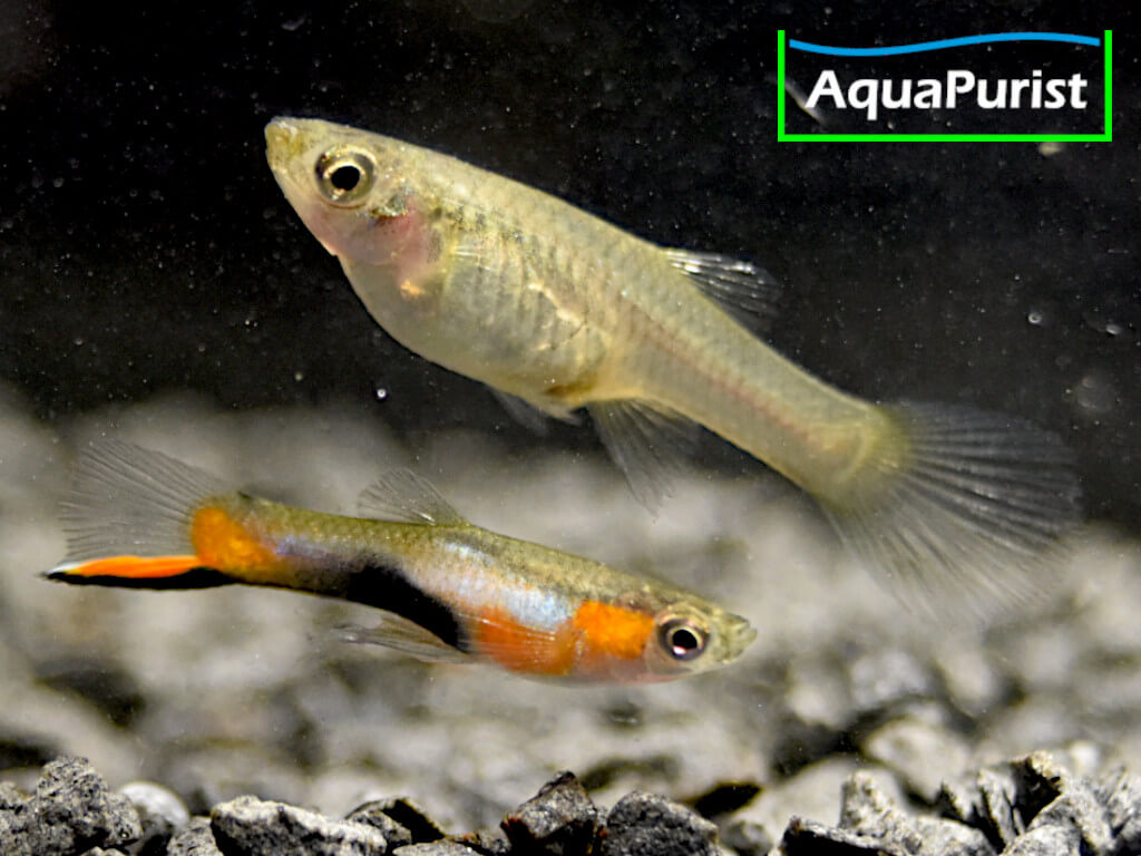 Endler Guppy “Blue Star” Campoma No. 47 (Poecilia wingei)