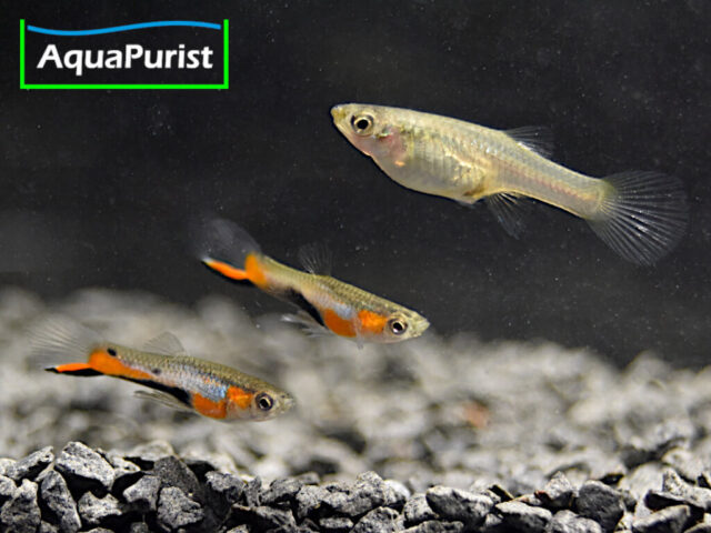 Endler Guppy “Blue Star” Campoma No. 47 (Poecilia wingei)