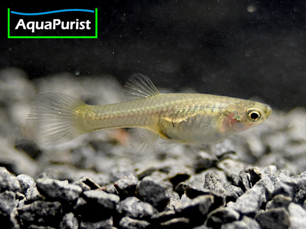 Endler Guppy “Blue Star” Campoma No. 47 (Poecilia wingei)