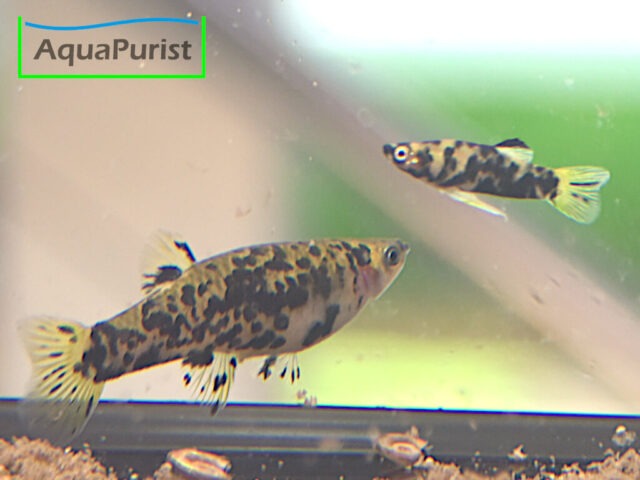 Gefleckter Kaudi - Scheckenkärpfling (Phalloceros caudimaculatus)