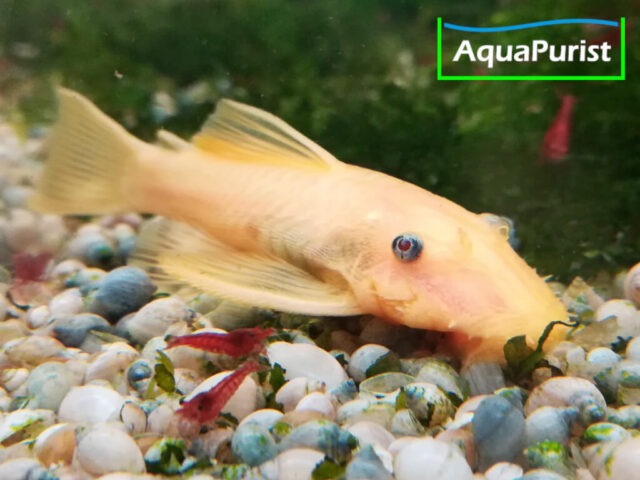 Gelber Antennenwels auf dem Aquarienboden