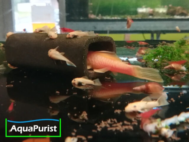 Gelbe Antennenwelse an einer Welshöhle im Aquarium