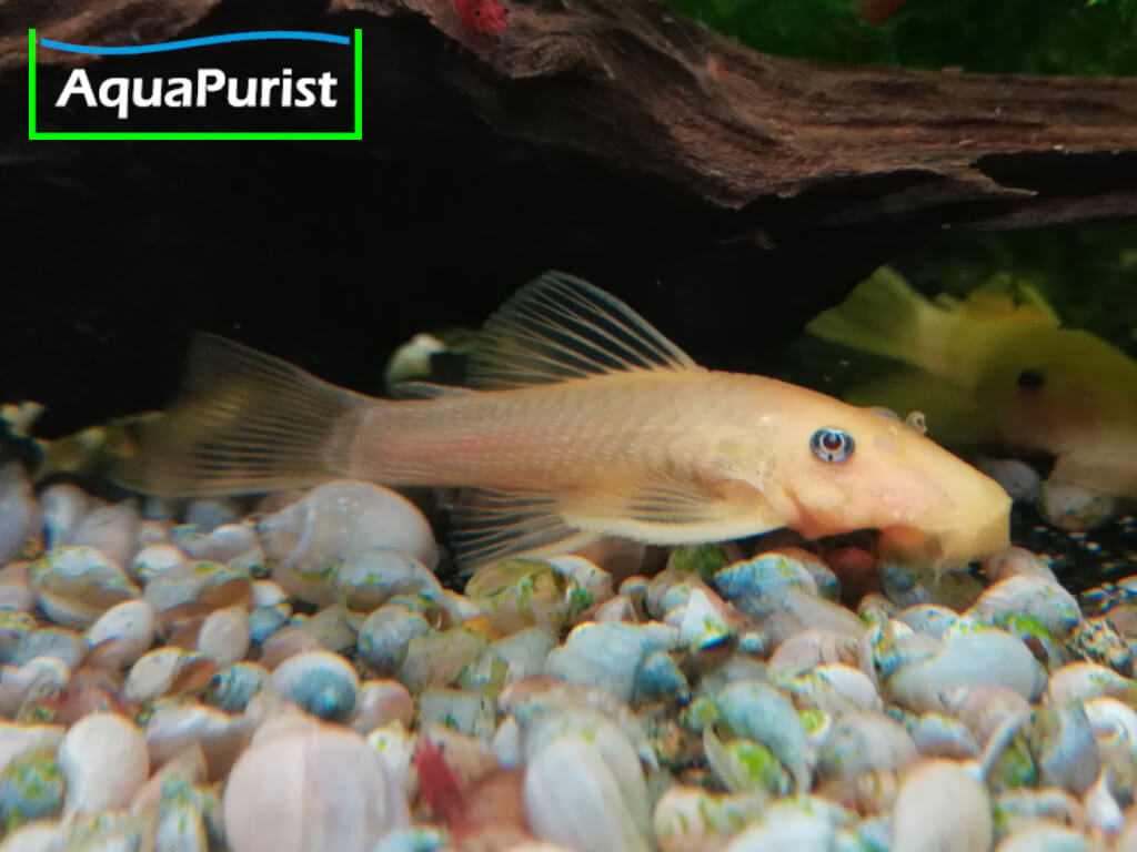 Gelber Antennenwels auf dem Aquarienboden