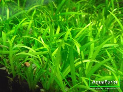 Grasartige Schwertpflanze (Echinodorus tenellus, syn. Helanthium tenellum parvulum)