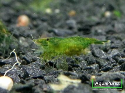 Green Jade Garnele (Neocaridina davidi)