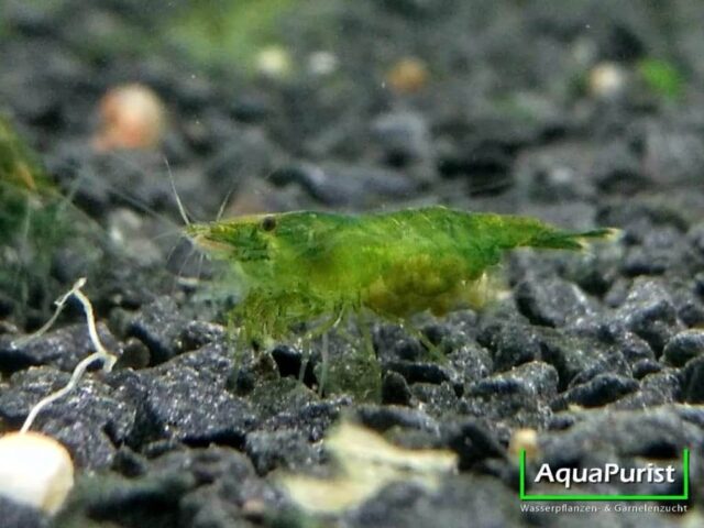 Green Jade Garnele (Neocaridina davidi)