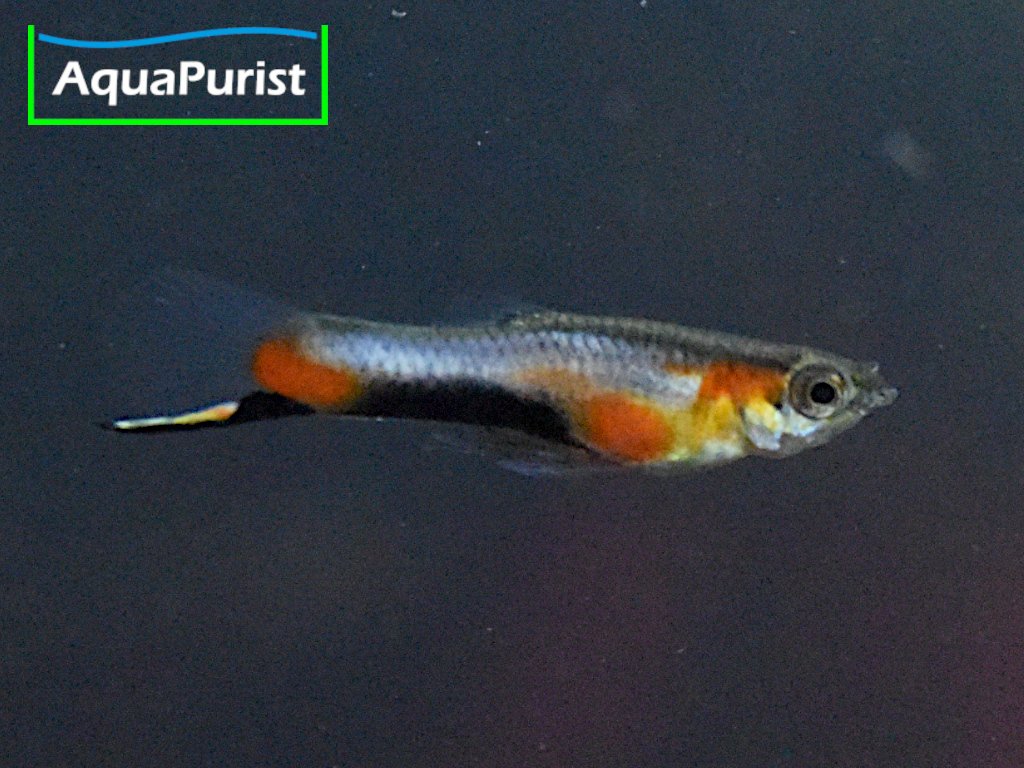 Endler Guppy “Blue Star” Campoma No. 47 (Poecilia wingei)