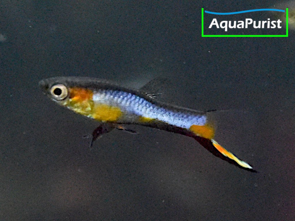 Endler Guppy “Blue Star” Campoma No. 47 (Poecilia wingei)