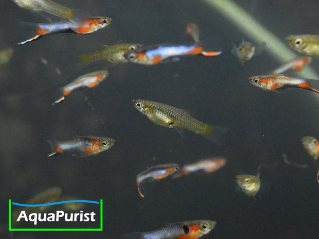 Endler Guppy “Blue Star” Campoma No. 47 (Poecilia wingei)