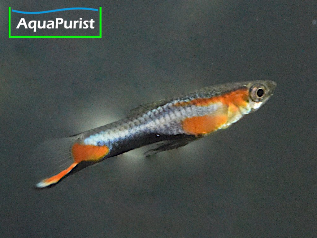 Endler Guppy “Blue Star” Campoma No. 47 (Poecilia wingei)