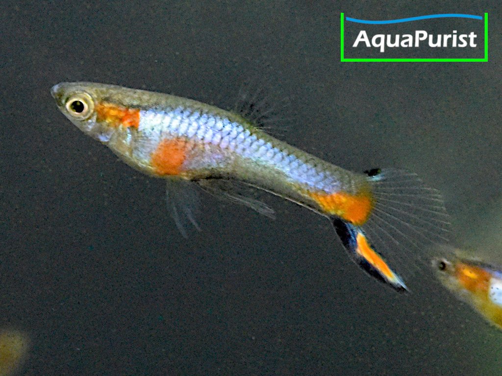 Endler Guppy “Blue Star” Campoma No. 47 (Poecilia wingei)
