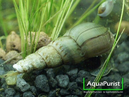 Indische Turmdeckelschnecke (Melanoides tuberculata)