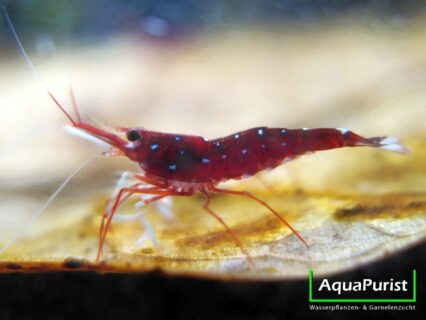 Kardinalsgarnele (Caridina dennerli)