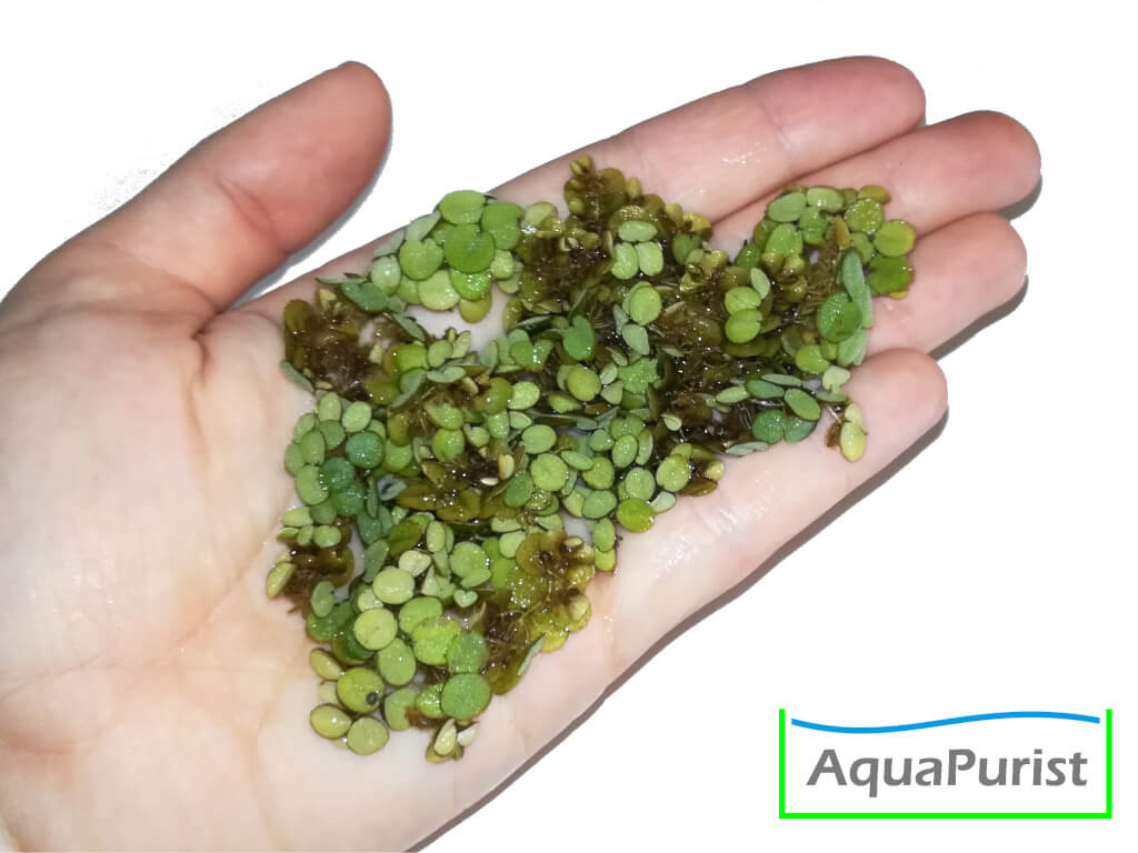 Kleiner Büschelfarn (Salvinia minima) Kleiner Büschelfarn (Salvinia minima)