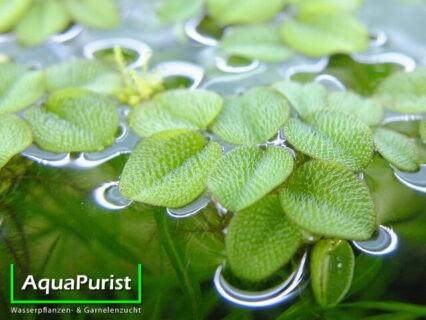 Kleiner Büschelfarn (Salvinia minima)