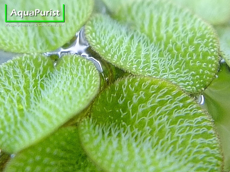 Kleiner Büschelfarn (Salvinia minima) (3)