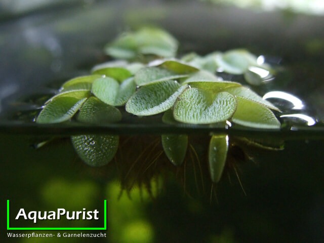 Kleiner Büschelfarn (Salvinia minima) (4)