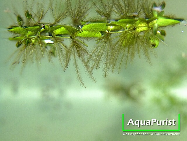 Kleiner Büschelfarn (Salvinia minima)
