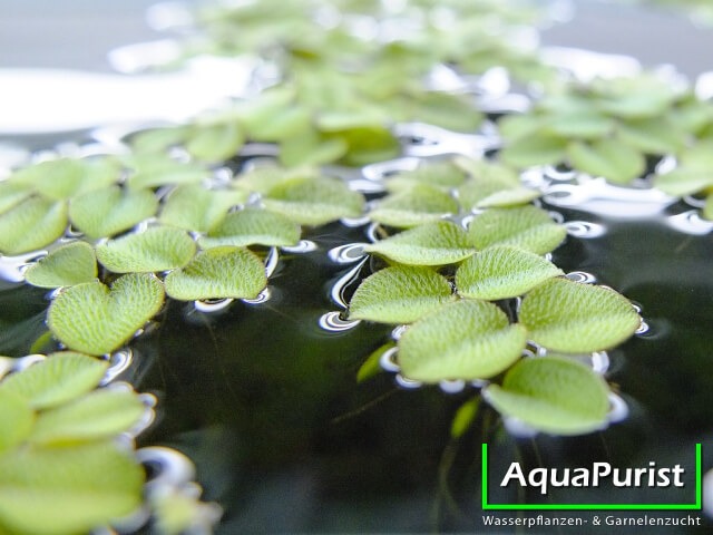 Kleiner Büschelfarn (Salvinia minima) (6)