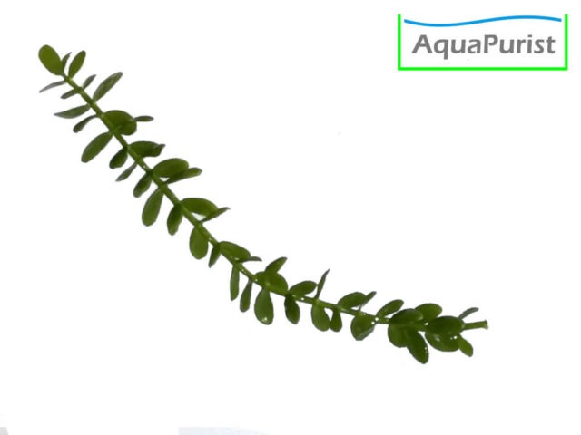 Kleines Fettblatt (Bacopa monnieri)