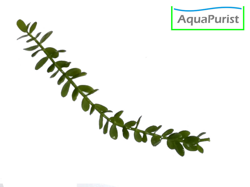 Kleines Fettblatt (Bacopa monnieri)