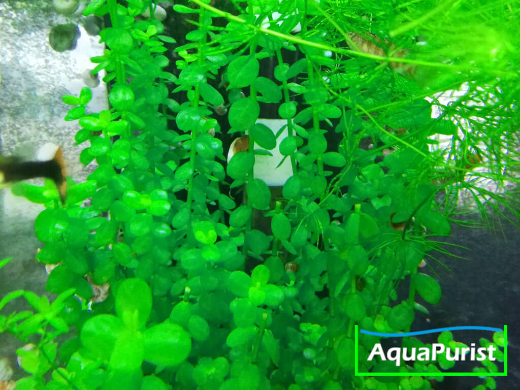 Kleines Fettblatt (Bacopa monnieri)