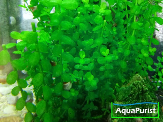 Kleines Fettblatt (Bacopa monnieri)