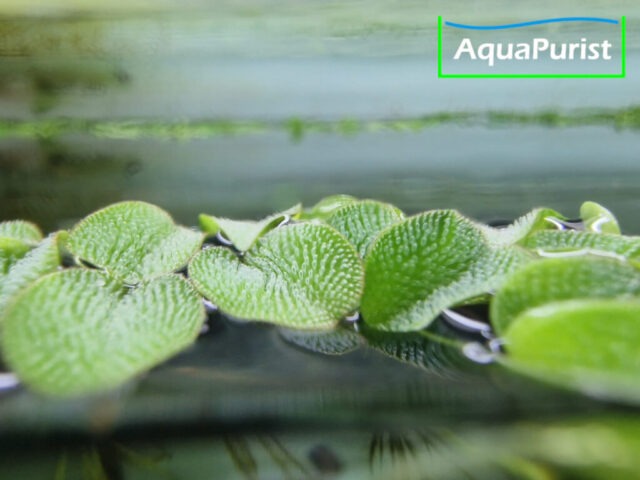 Kleinohriger Büschelfarn (Salvinia auriculata)