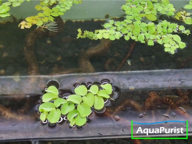Kleinohriger Büschelfarn (Salvinia auriculata)