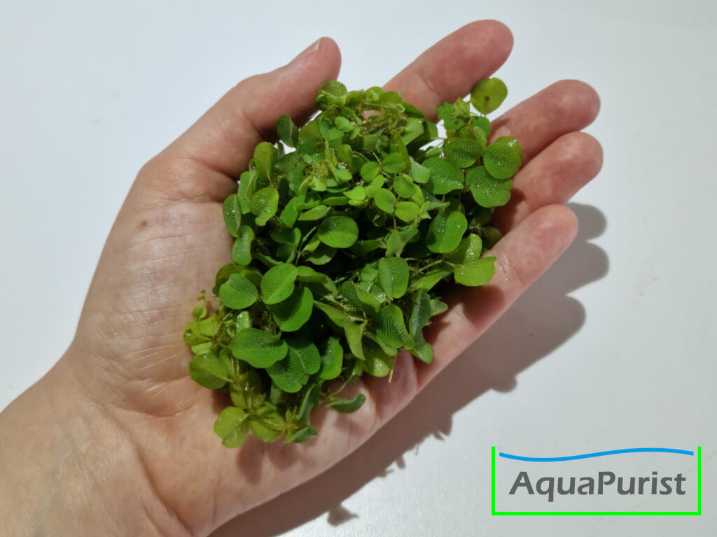 Kleinohriger Büschelfarn Salvinia auriculata