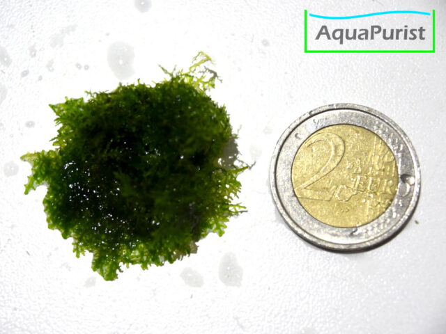 Korallenmoos (Riccardia chamedryfolia), Mini-Pelliamoos Korallenmoos (Riccardia chamedryfolia), Mini-Pelliamoos
