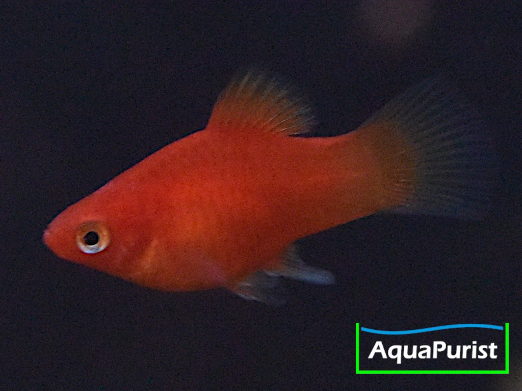 Korallenplaty Xiphophorus maculatus