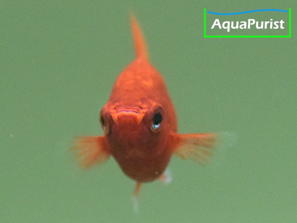 Korallenplaty Xiphophorus maculatus