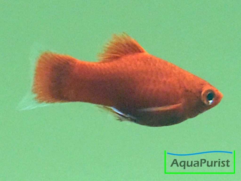 Korallenplaty Xiphophorus maculatus