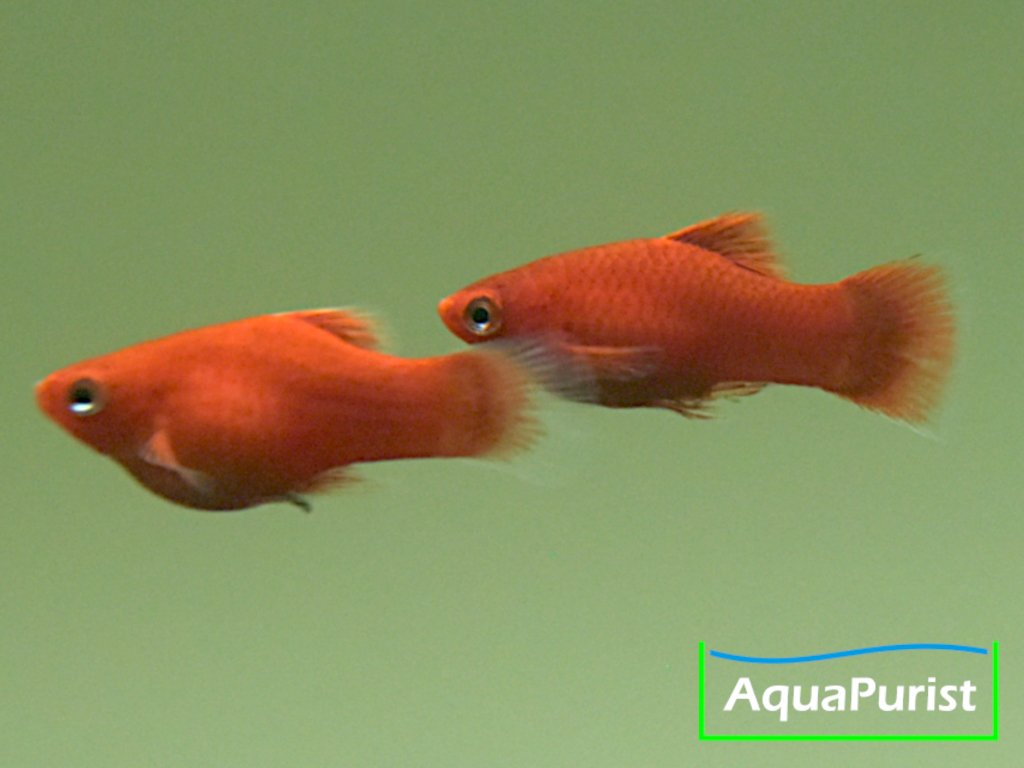 Korallenplaty Xiphophorus maculatus
