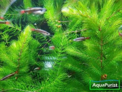 Mexiko-Hornkraut (Ceratophyllum demersum 'Mexico')