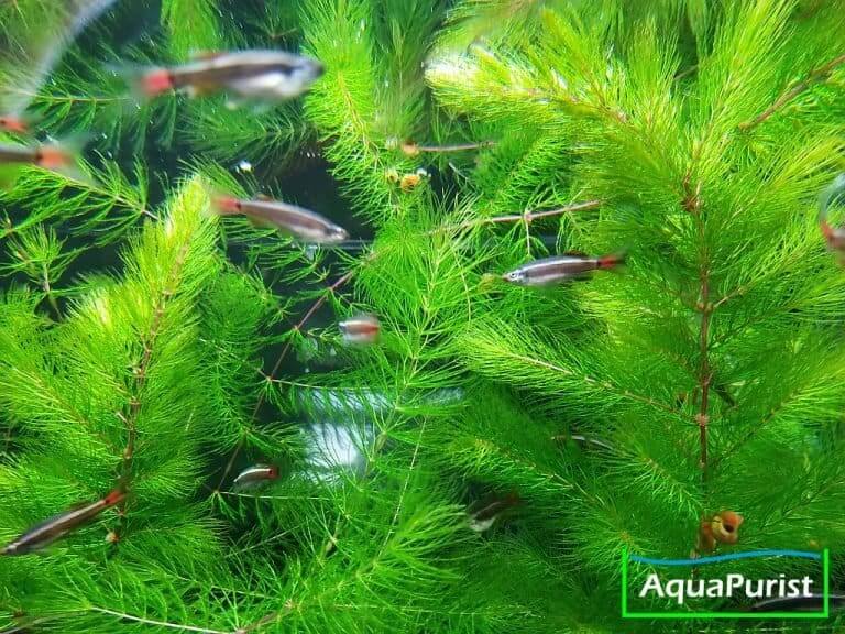Mexiko-Hornkraut (Ceratophyllum demersum 'Mexico')