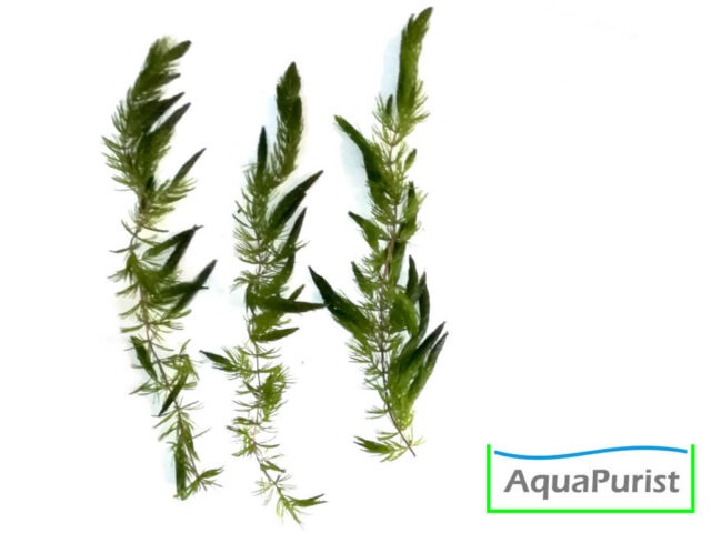 Mexiko-Hornkraut (Ceratophyllum demersum 'Mexico')