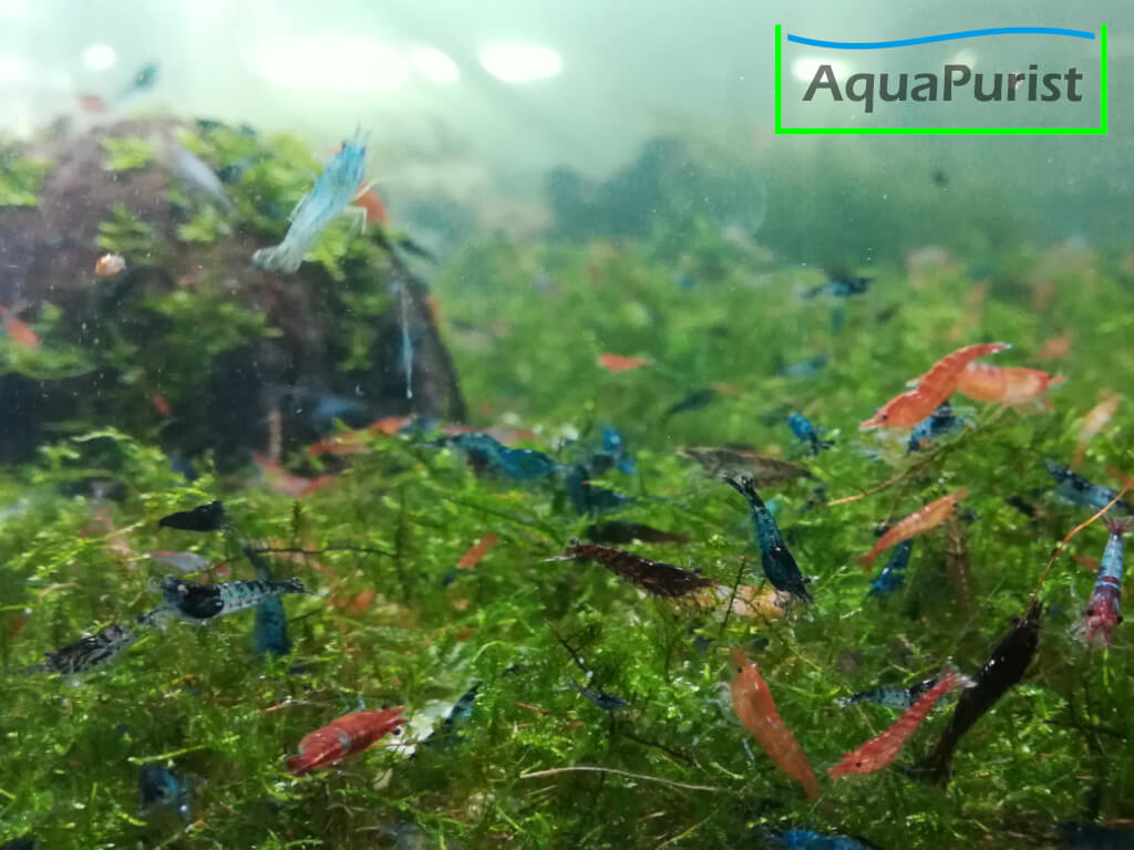 Verschiedenfarbige Neocaridina-Garnelen auf Moos im Aquarium