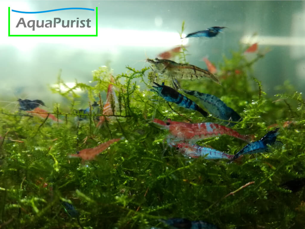 Verschiedenfarbige Neocaridina-Garnelen auf Moos im Aquarium