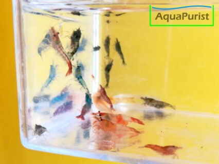 1 Tier: Mix Garnele (Neocaridina) - bunte Farbmischung