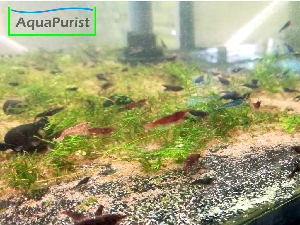 Verschiedenfarbige Neocaridina-Garnelen auf Moos im Aquarium