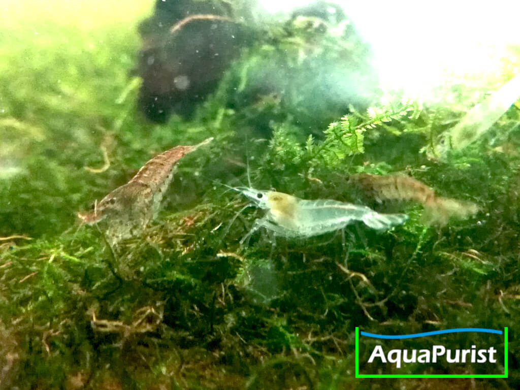 Verschiedenfarbige Neocaridina-Garnelen auf Moos im Aquarium