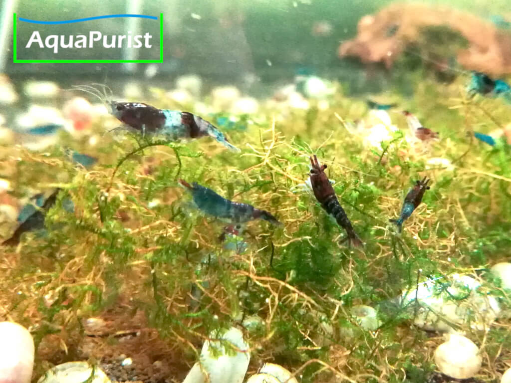 Verschiedenfarbige Neocaridina-Garnelen auf Moos im Aquarium