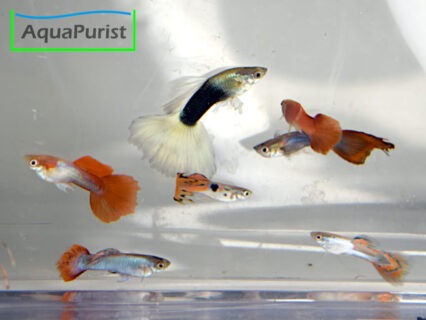 1 Tier: Mix Guppy (Poecilia reticulata x wingei)