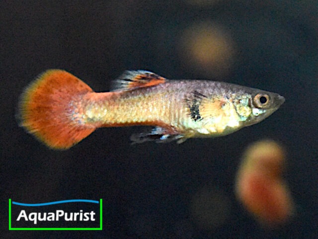 Guppy mit orange-roter Schwanzflosse in seitlicher Ansicht