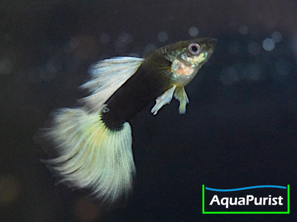 Schwarz-weißer Guppy mit heller Schwanzflosse