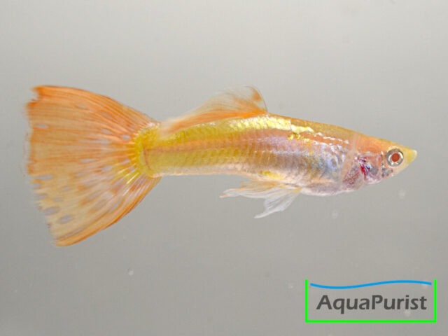 Hell gefärbter Guppy mit gelb-oranger Schwanzflosse