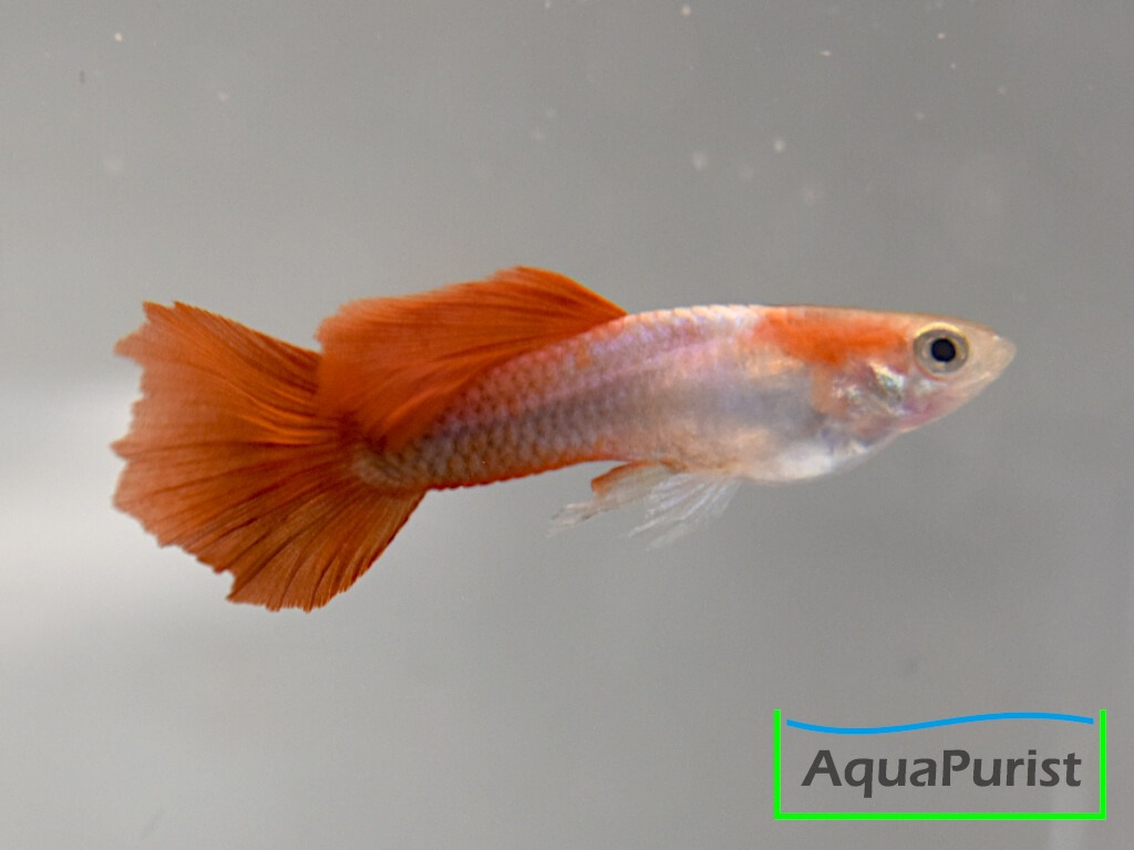 Guppy mit orange-roter Schwanzflosse in seitlicher Ansicht