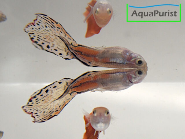 Guppys mit gemusterten Schwanzflossen